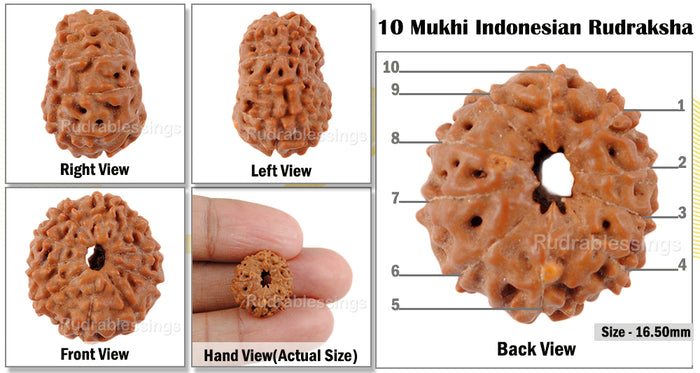 10 Mukhi Rudraksha from Indonesia - Bead No.29