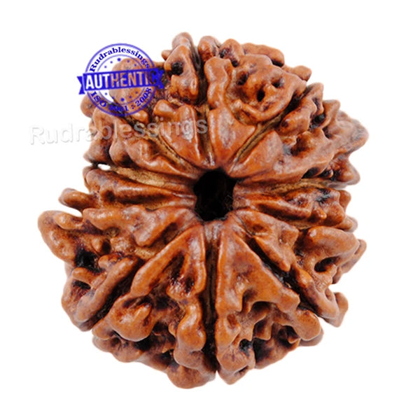 10 Mukhi Nepalese Ganesha Rudraksha - Bead No. 2