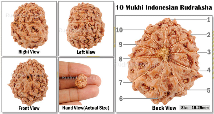 10 Mukhi Rudraksha from Indonesia - Bead No. 35