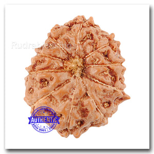 10 Mukhi Rudraksha from Indonesia - Bead No. 35