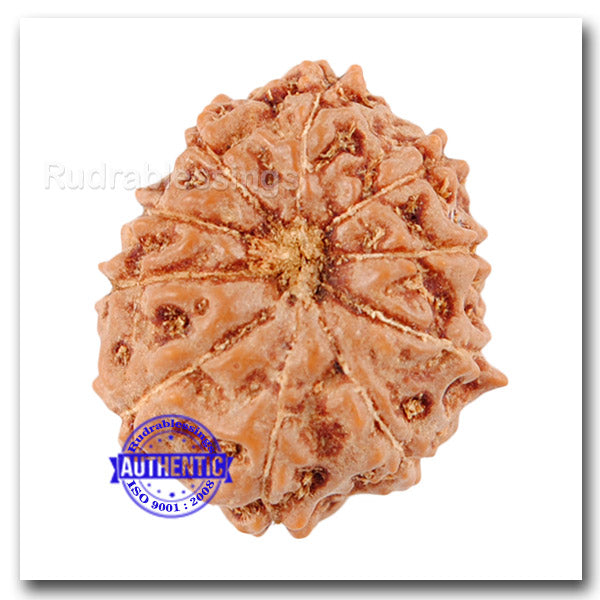 10 Mukhi Rudraksha from Indonesia - Bead No. 35