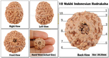 Load image into Gallery viewer, 10 Mukhi Rudraksha from Indonesia - Bead No. 46
