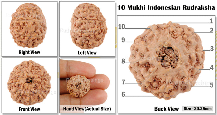 10 Mukhi Rudraksha from Indonesia - Bead No. 46