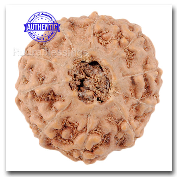 10 Mukhi Rudraksha from Indonesia - Bead No. 46