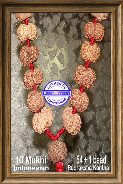 10 mukhi Rudraksha Mala (54 + 1 beads - Indonesian)