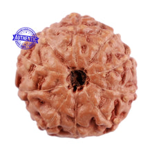 Load image into Gallery viewer, 10 Mukhi Rudraksha from Indonesia - Bead No. 56
