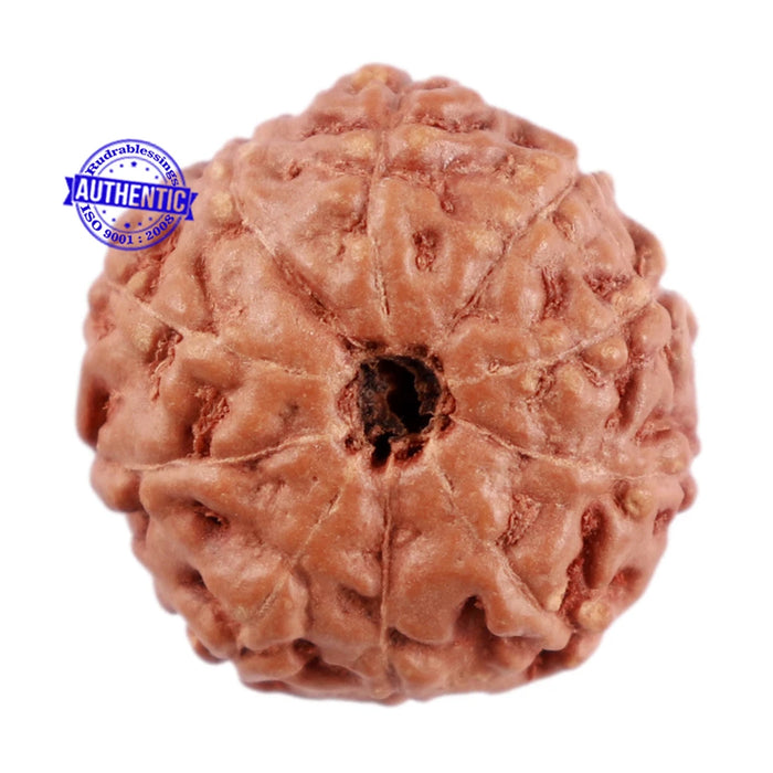 10 Mukhi Rudraksha from Indonesia - Bead No. 56