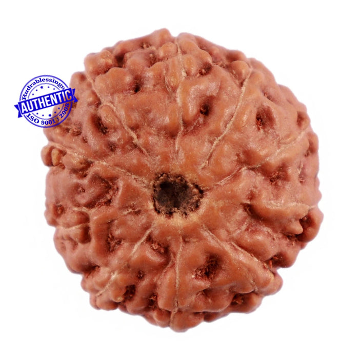 10 Mukhi Rudraksha from Indonesia - Bead No. 65