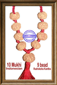 10 mukhi Rudraksha Wrist Mala / Kanthas (9 beads - Indonesian)