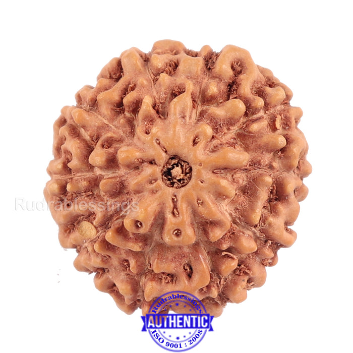 10 Mukhi Rudraksha from Indonesia - Bead No. 134 (Gold Plated Bracket)