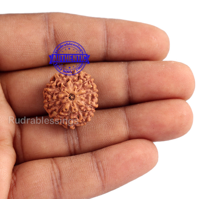 10 Mukhi Rudraksha from Indonesia - Bead No. 134 (Gold Plated Bracket)