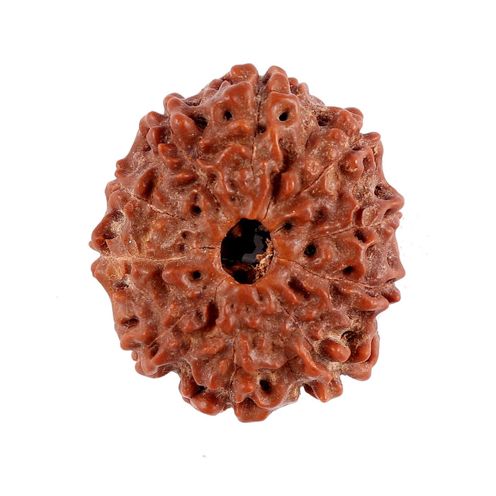 10 Mukhi Rudraksha from Indonesia - Bead No. 82
