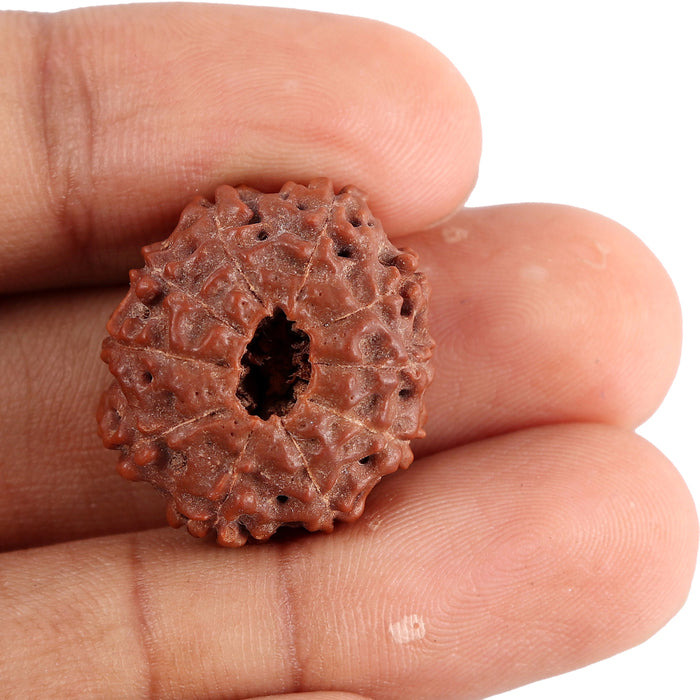 10 Mukhi Rudraksha from Indonesia - Bead No. 82