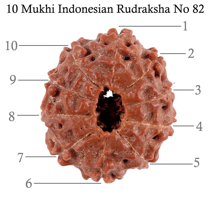 10 Mukhi Rudraksha from Indonesia - Bead No. 82