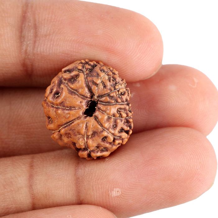 10 Mukhi Rudraksha from Indonesia - Bead No. 83