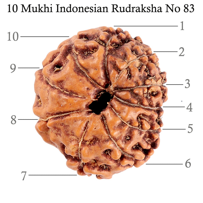 10 Mukhi Rudraksha from Indonesia - Bead No. 83