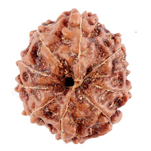 Load image into Gallery viewer, 10 Mukhi Rudraksha from Indonesia - Bead No. 84
