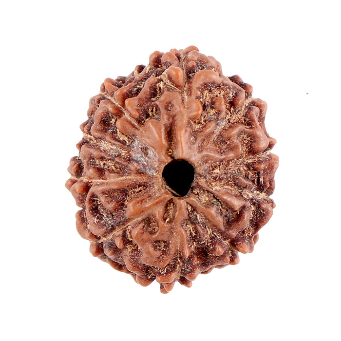 10 Mukhi Rudraksha from Indonesia - Bead No. 84