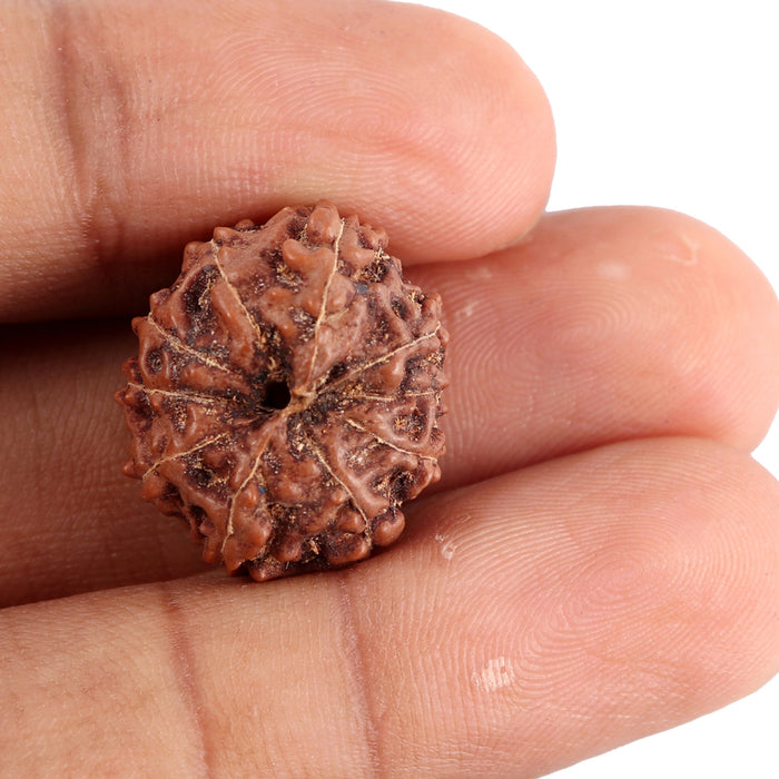 10 Mukhi Rudraksha from Indonesia - Bead No. 84