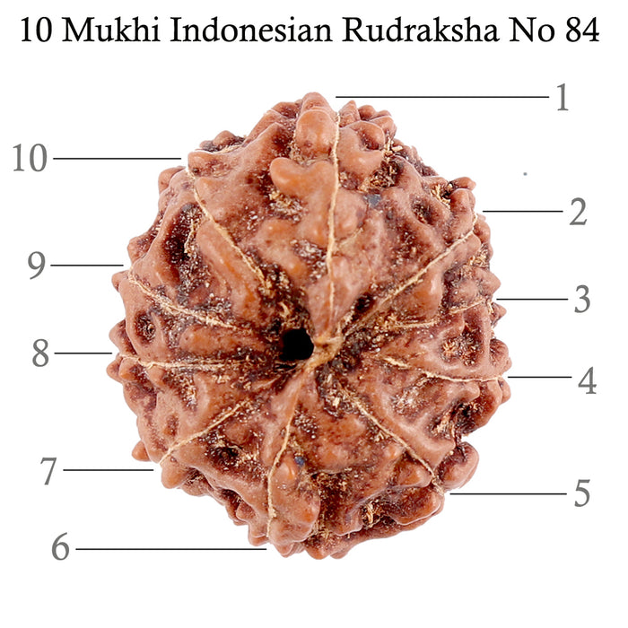 10 Mukhi Rudraksha from Indonesia - Bead No. 84