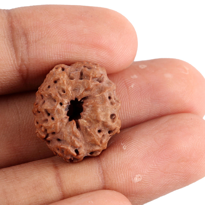 10 Mukhi Rudraksha from Indonesia - Bead No. 85