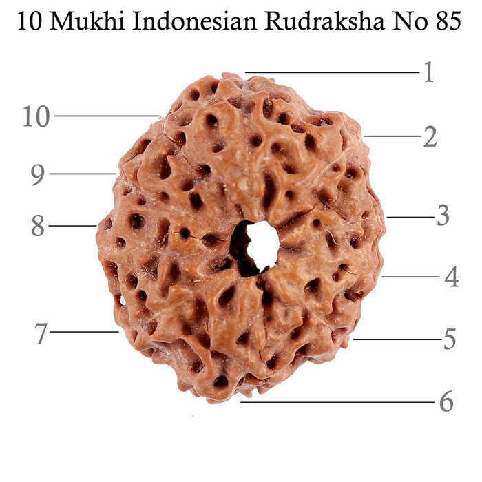 10 Mukhi Rudraksha from Indonesia - Bead No. 85