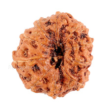 Load image into Gallery viewer, 10 Mukhi Rudraksha from Indonesia - Bead No. 90
