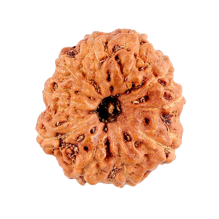 10 Mukhi Rudraksha from Indonesia - Bead No. 90