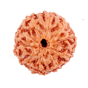 10 Mukhi Rudraksha from Indonesia - Bead No. 95