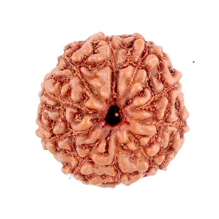 10 Mukhi Rudraksha from Indonesia - Bead No. 95