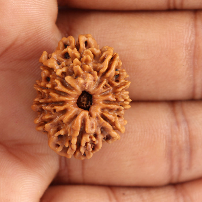 10 Mukhi Nepalese Rudraksha - Bead No 176