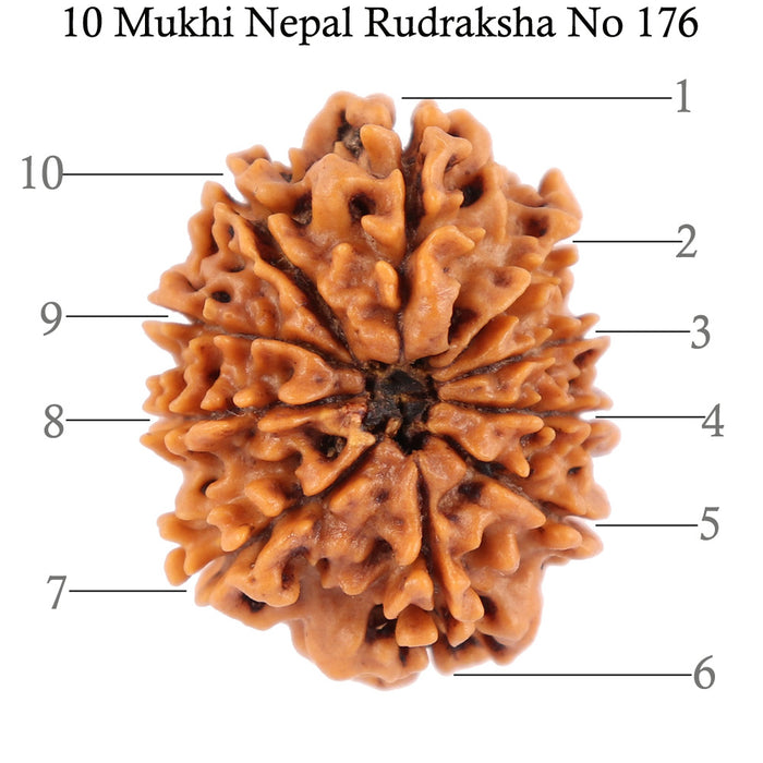 10 Mukhi Nepalese Rudraksha - Bead No 176