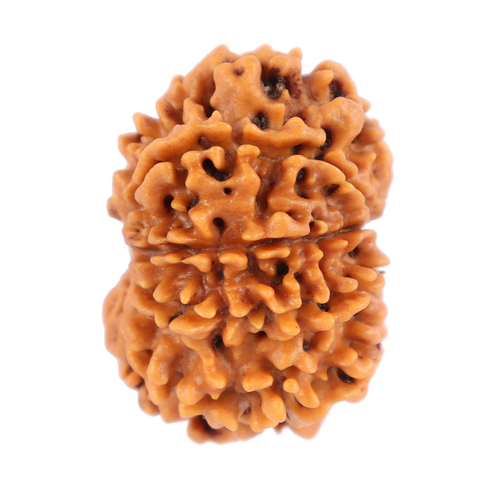 10 Mukhi Nepalese Rudraksha - Bead No 176