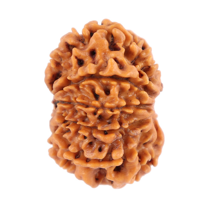 10 Mukhi Nepalese Rudraksha - Bead No 176