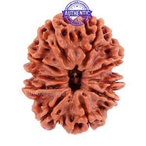 10 Mukhi Nepalese Rudraksha - Bead No 181