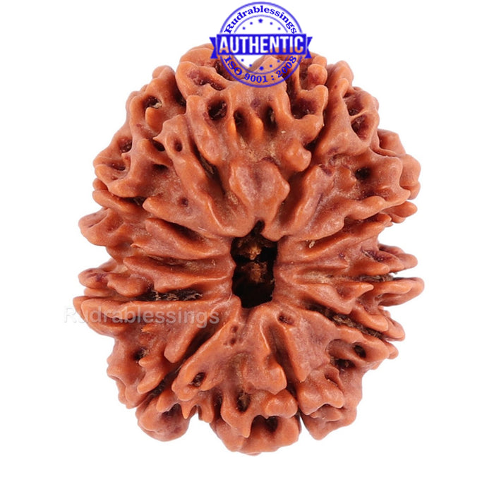 10 Mukhi Nepalese Rudraksha - Bead No 181