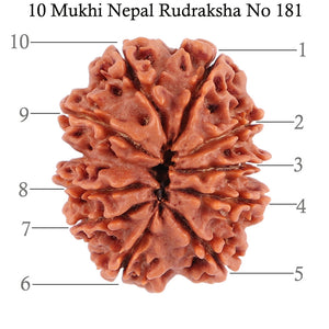 10 Mukhi Nepalese Rudraksha - Bead No 181