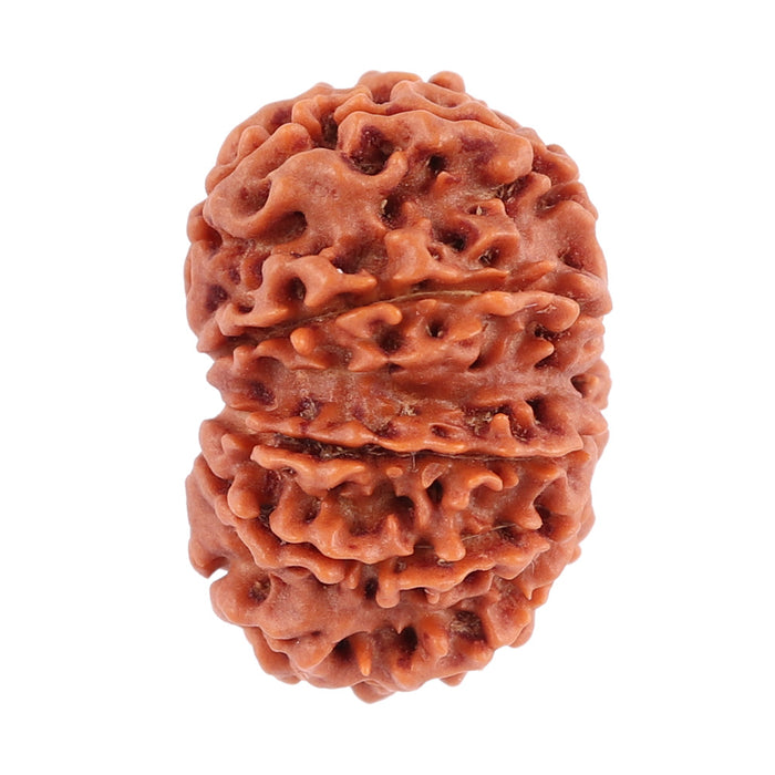 10 Mukhi Nepalese Rudraksha - Bead No 181