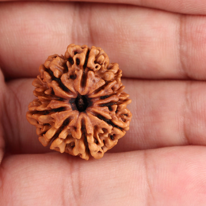 10 Mukhi Nepalese Rudraksha - Bead No 183