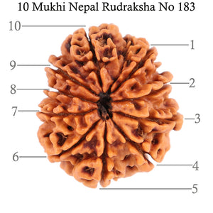 10 Mukhi Nepalese Rudraksha - Bead No 183