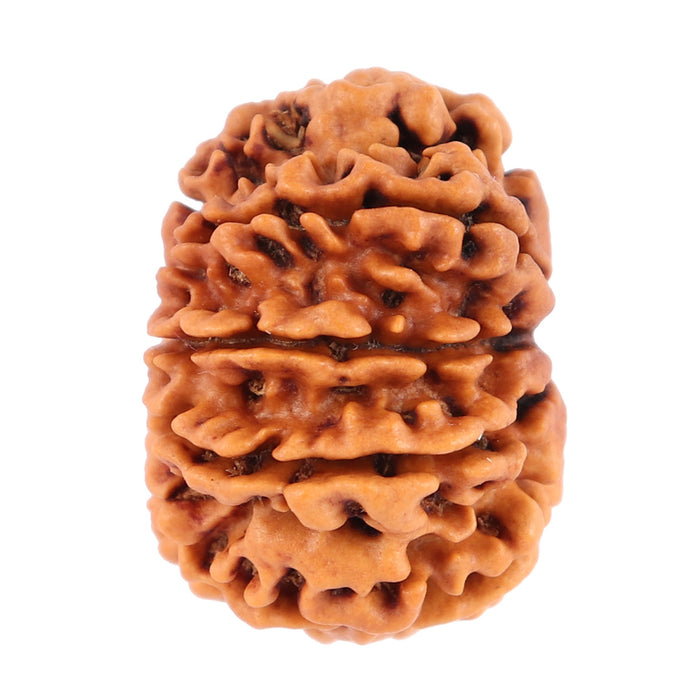 10 Mukhi Nepalese Rudraksha - Bead No 183
