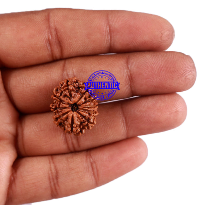 10 Mukhi Nepalese Rudraksha - Bead No. 206