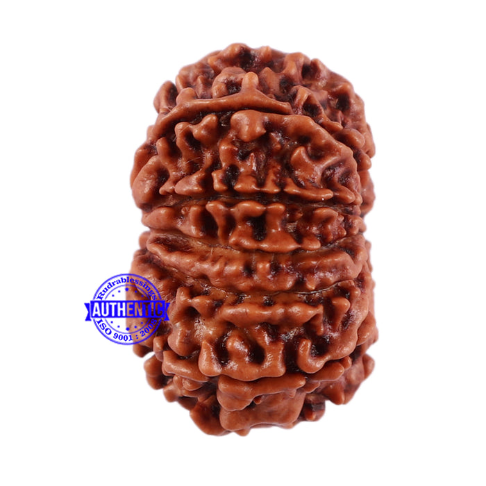10 Mukhi Nepalese Rudraksha - Bead No. 206