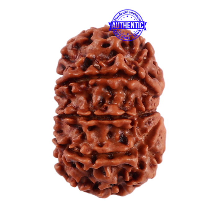 10 Mukhi Nepalese Rudraksha - Bead No. 206