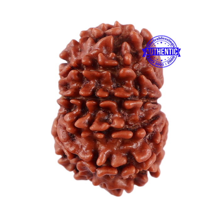 10 Mukhi Nepalese Rudraksha - Bead No. 207