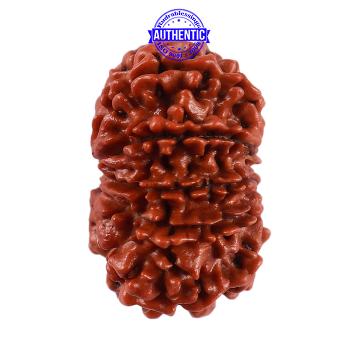 10 Mukhi Nepalese Rudraksha - Bead No. 209