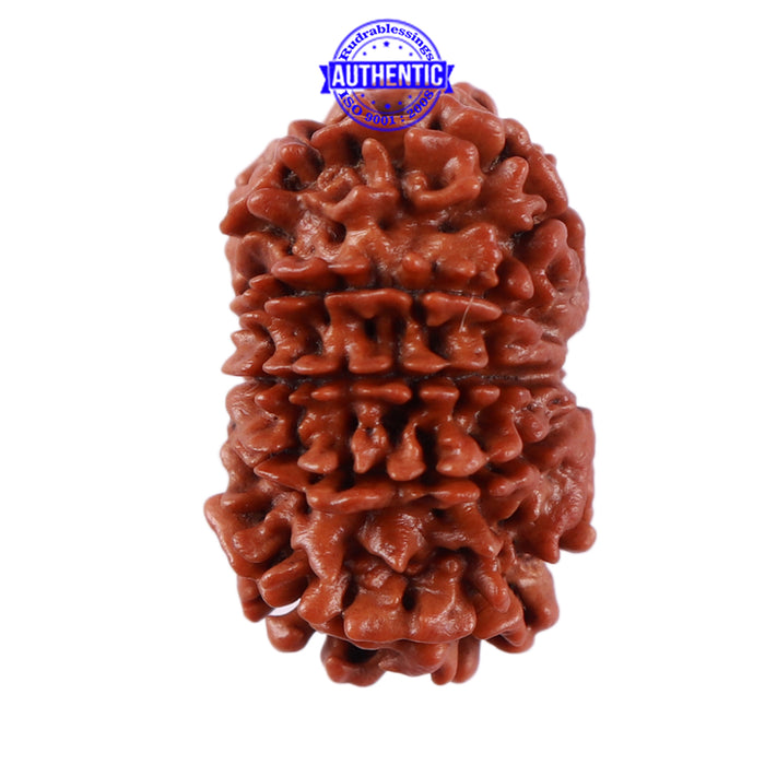 10 Mukhi Nepalese Rudraksha - Bead No. 209