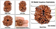 Load image into Gallery viewer, 10 Mukhi Nepalese Ganesha Rudraksha - Bead No. 2
