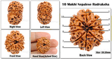 Load image into Gallery viewer, 10 Mukhi Nepalese Rudraksha - Bead No. 149
