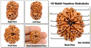 10 Mukhi Nepalese Rudraksha - Bead No. 149
